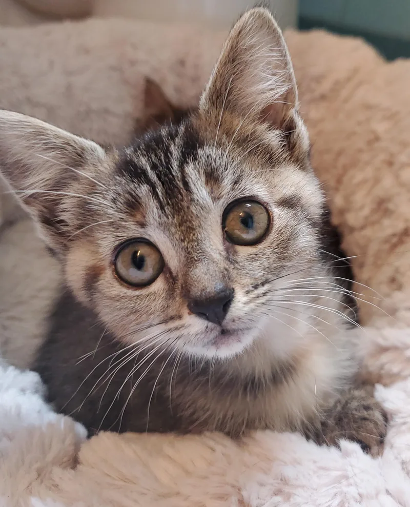 A baby small-sized female Tabby (Buff / Tan / Fawn) Tabby cat named Eva for adoption in Camden, TN
