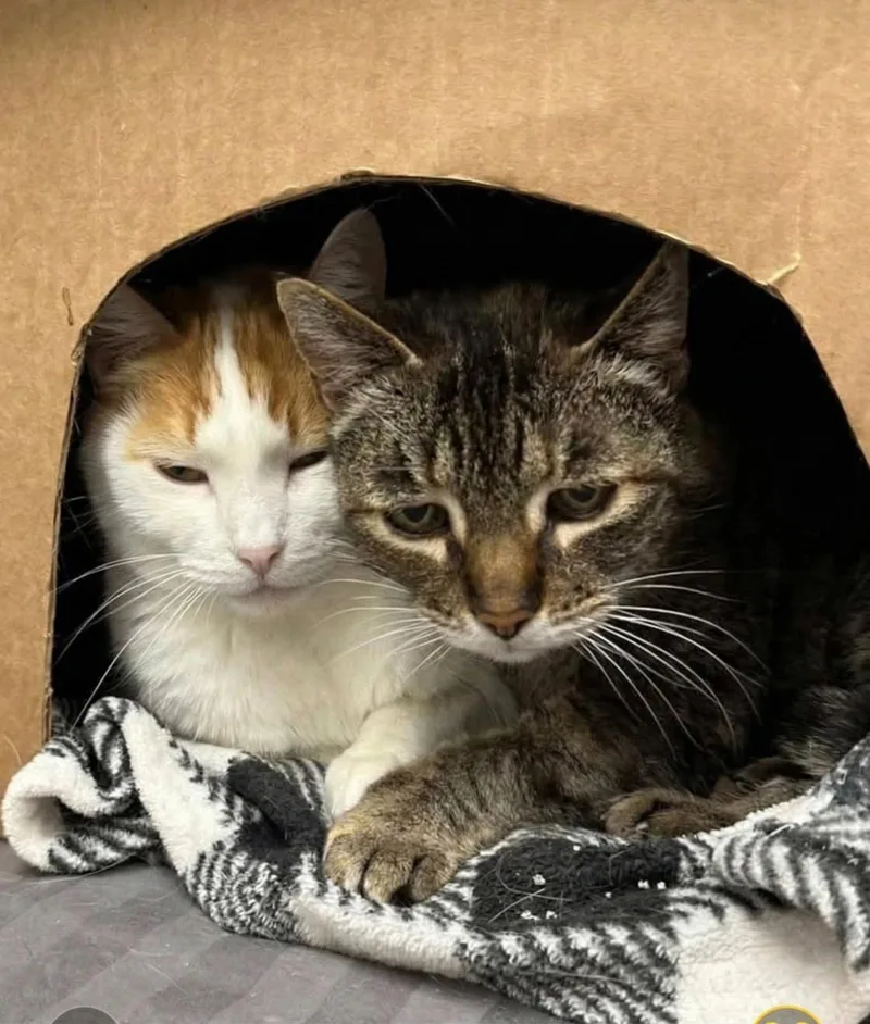 Scarlott thumbnail 2