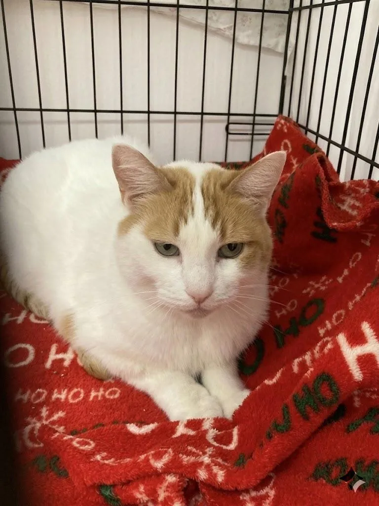 Scarlott thumbnail 3