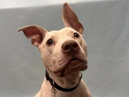 A senior large-sized male Pit Bull Terrier dog named Namu for adoption in Golden Valley, MN