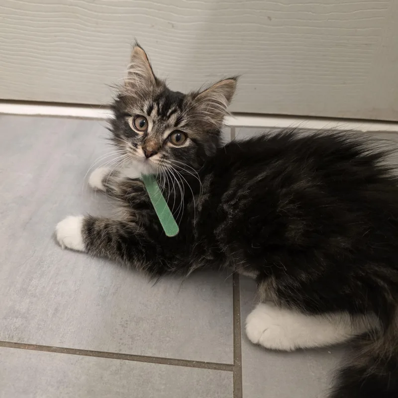 A baby medium-sized female Tabby (Brown / Chocolate) Domestic Long Hair cat named Wren for adoption in Moriches, NY