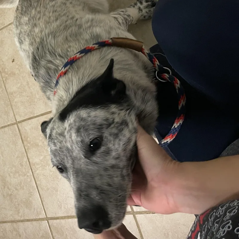 Scout