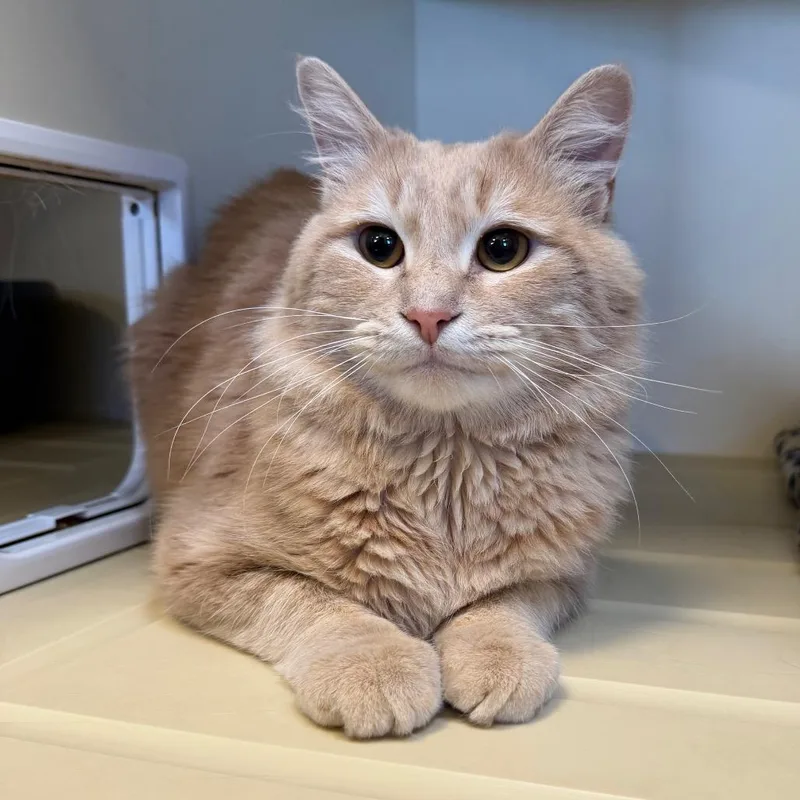 A young small-sized male Orange / Red Domestic Short Hair cat named Toby for adoption in Cody, WY
