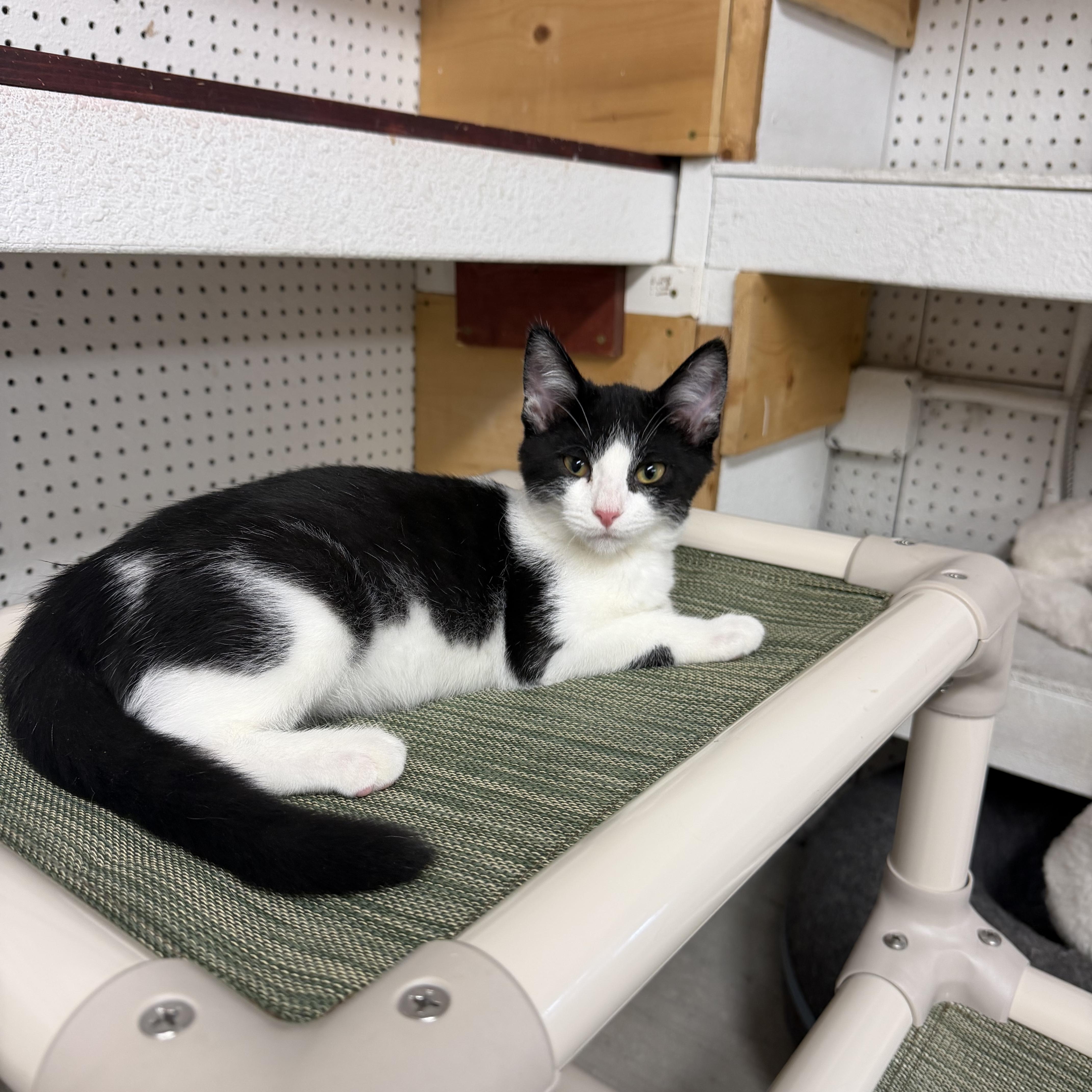 A baby small-sized male Black & White / Tuxedo Domestic Short Hair cat named Lt. Dan for adoption in Mauston, WI