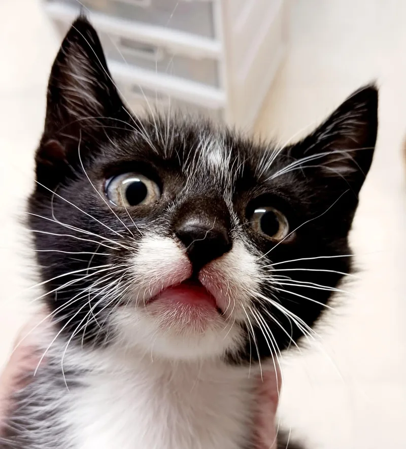 A baby medium-sized male Black & White / Tuxedo Domestic Short Hair cat named Luca for adoption in Bulverde, TX