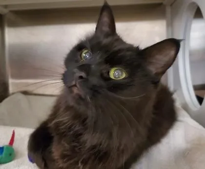 A senior medium-sized male Domestic Long Hair cat named Patchy for adoption in Kansas City, MO