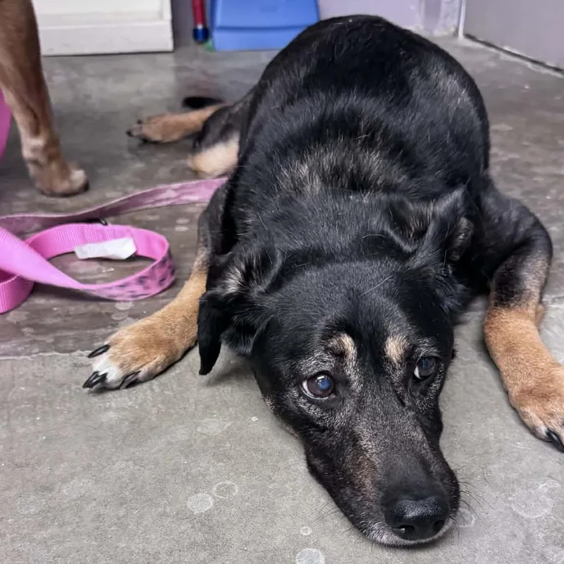 A senior medium-sized female Black Mixed Breed dog named Sasha for adoption in Manhattan, KS