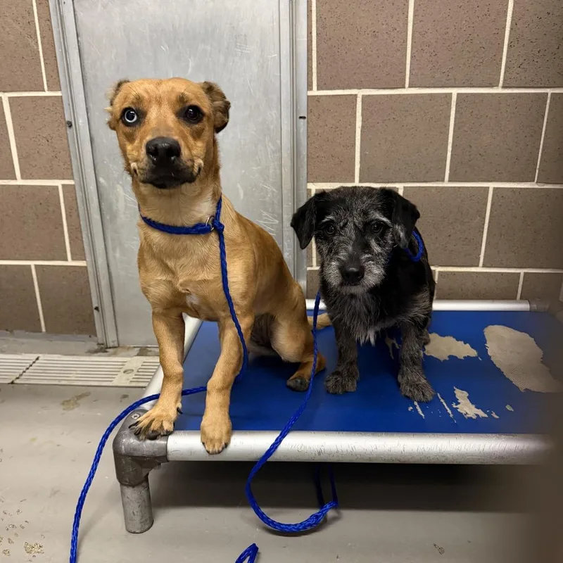 An adult small-sized female Yellow / Tan / Blond / Fawn Dachshund dog named Millie Vanillie for adoption in Northbrook, IL