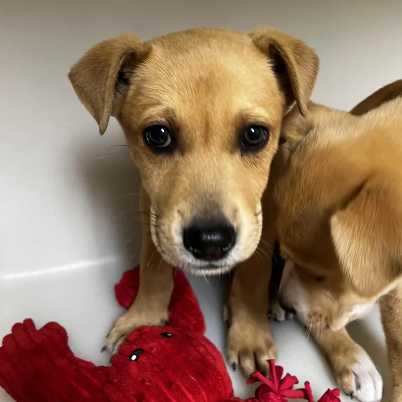 A baby small-sized male Red / Chestnut / Orange Labrador Retriever dog named Napolean for adoption in Birmingham, AL