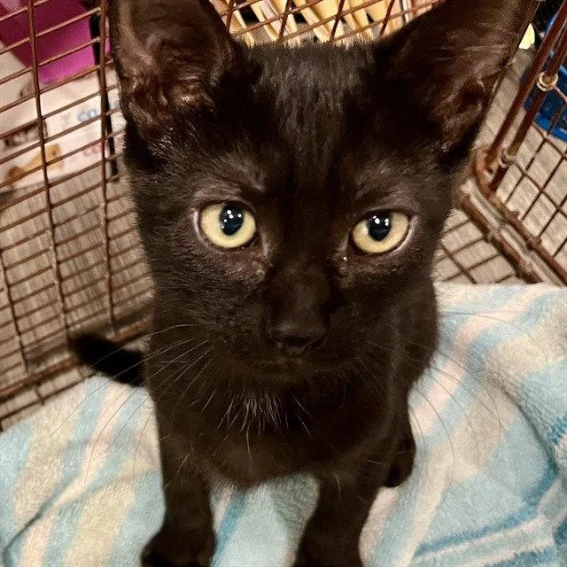 A baby small-sized male Black Domestic Short Hair cat named Cadillac for adoption in Tavares, FL