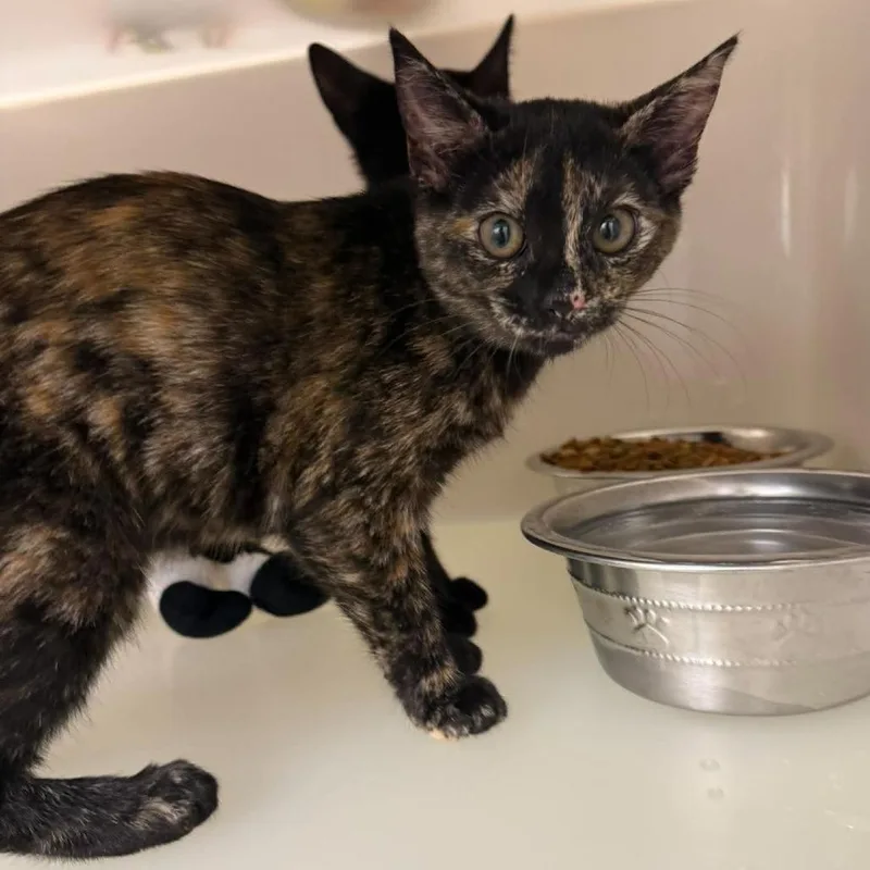 A baby small-sized female Tortoiseshell Domestic Short Hair cat named Sugar for adoption in Rocky Mount, VA