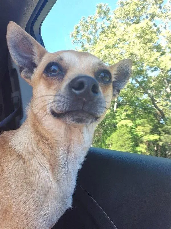 A young small-sized male Chihuahua dog named Joey Hadley for adoption in Saunderstown, RI