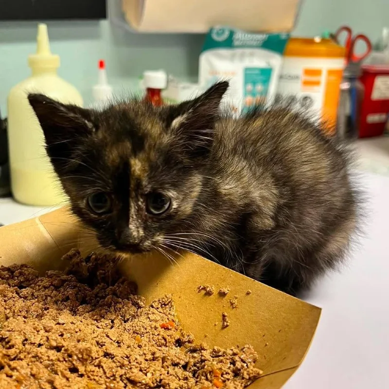 A baby small-sized female Tortoiseshell Domestic Short Hair cat named Princess for adoption in Edwardsville, IL