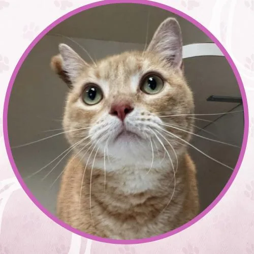 A young medium-sized female Buff / Tan / Fawn Domestic Short Hair cat named Lalique for adoption in Toms River, NJ