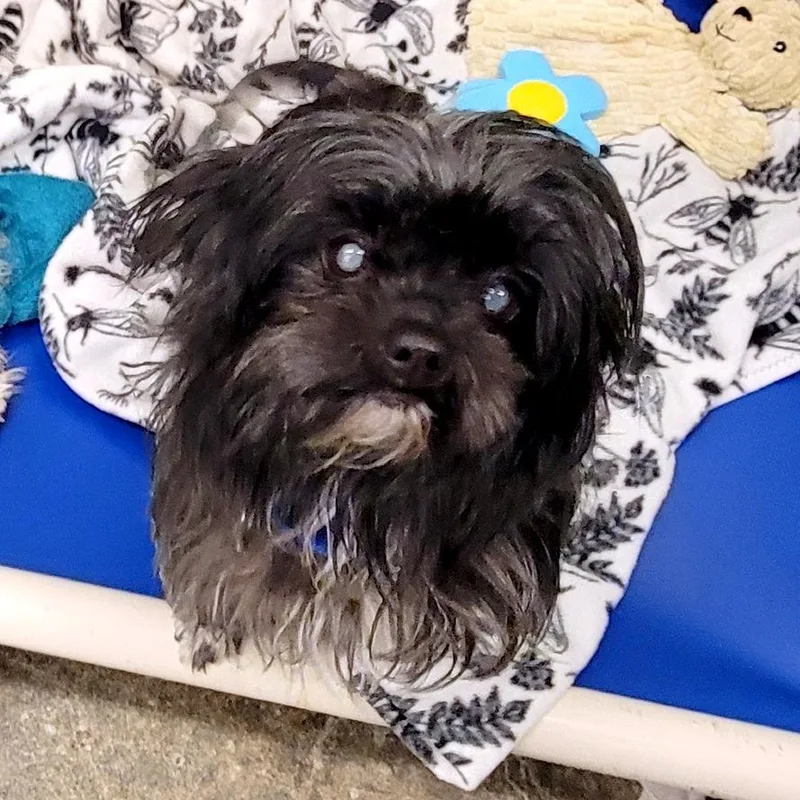 An adult small-sized female Black Shih Tzu dog named Millie for adoption in Woodinville, WA