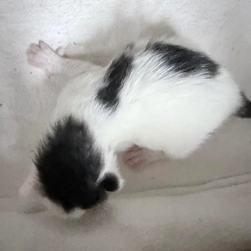Kiwi