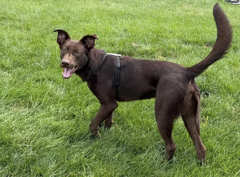 Apollo