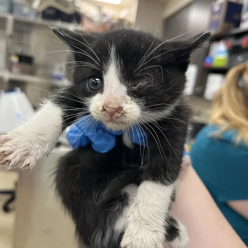 A baby small-sized female Black Domestic Short Hair cat named Sea for adoption in Grand Rapids, MI