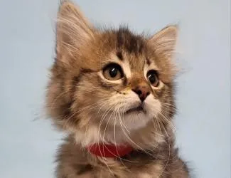 A baby small-sized female Domestic Short Hair cat named Caroline for adoption in Golden Valley, MN