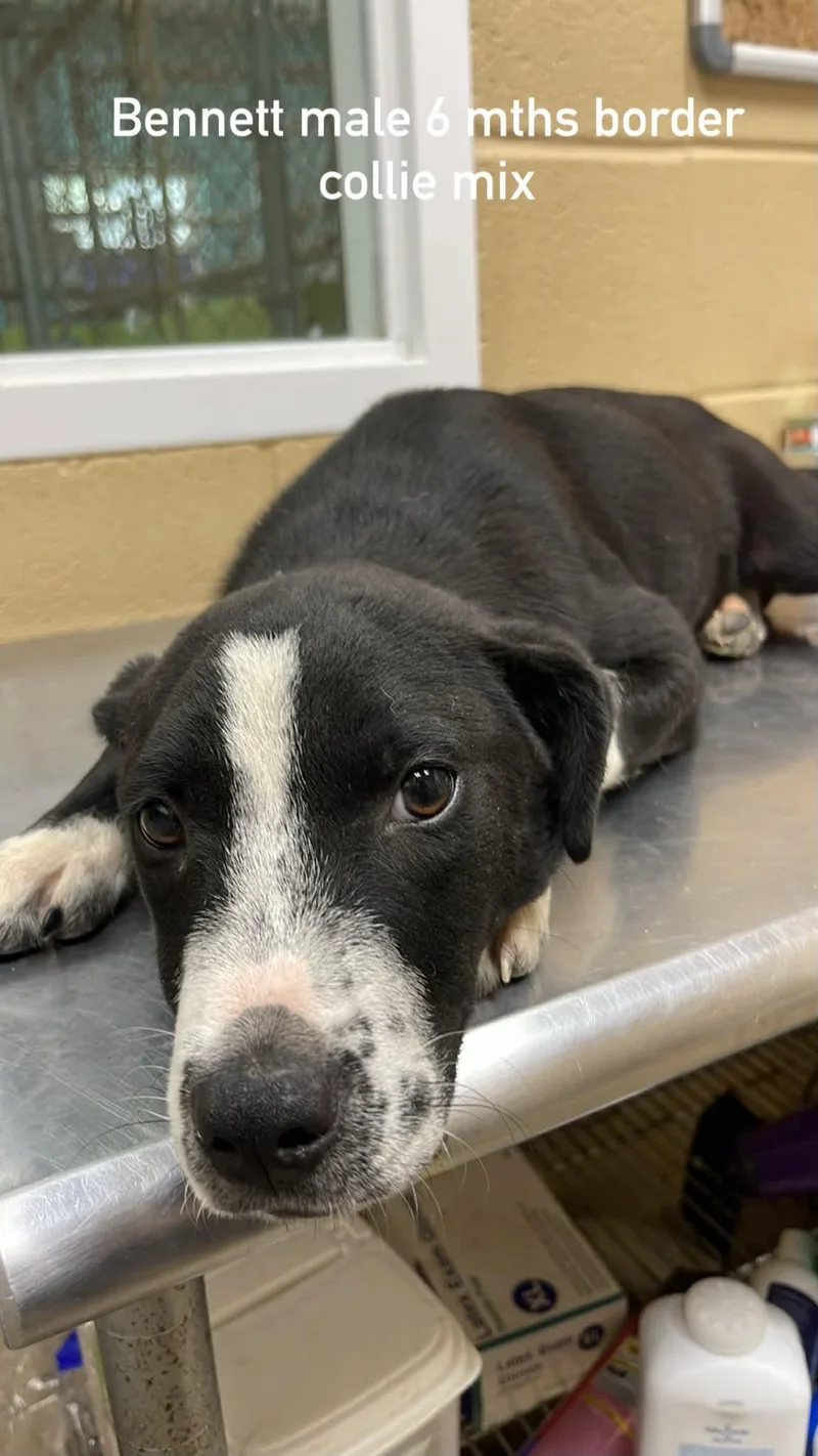 A young medium-sized male Black Border Collie dog named Bennett for adoption in Fort Payne, AL