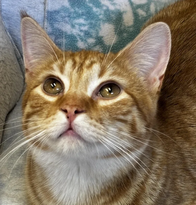 Renegade thumbnail 2