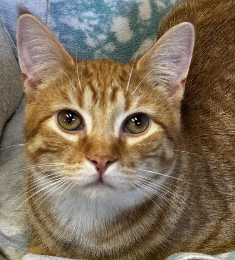 Renegade thumbnail 3