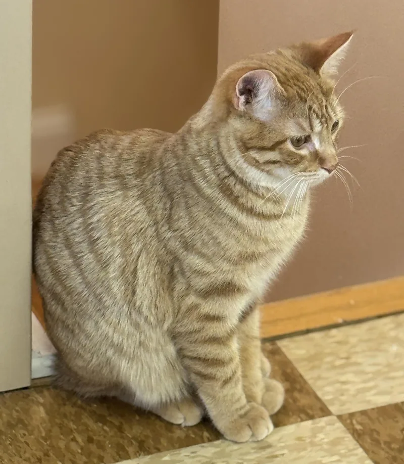 Renegade thumbnail 4