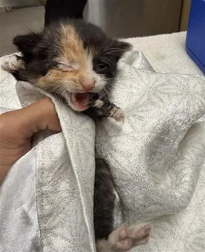 A baby small-sized female Domestic Short Hair cat named Donut for adoption in Riverside, CA