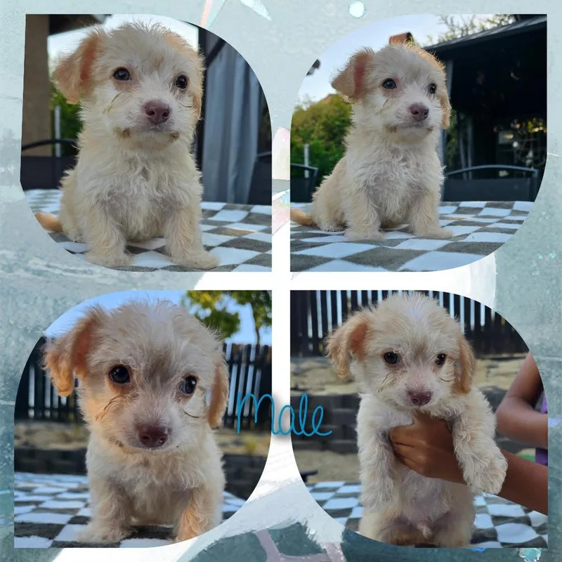 A baby small-sized male Miniature Poodle dog named Bolt for adoption in Calimesa, CA
