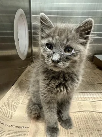 A baby small-sized male Domestic Short Hair cat named Clay for adoption in San Martin, CA