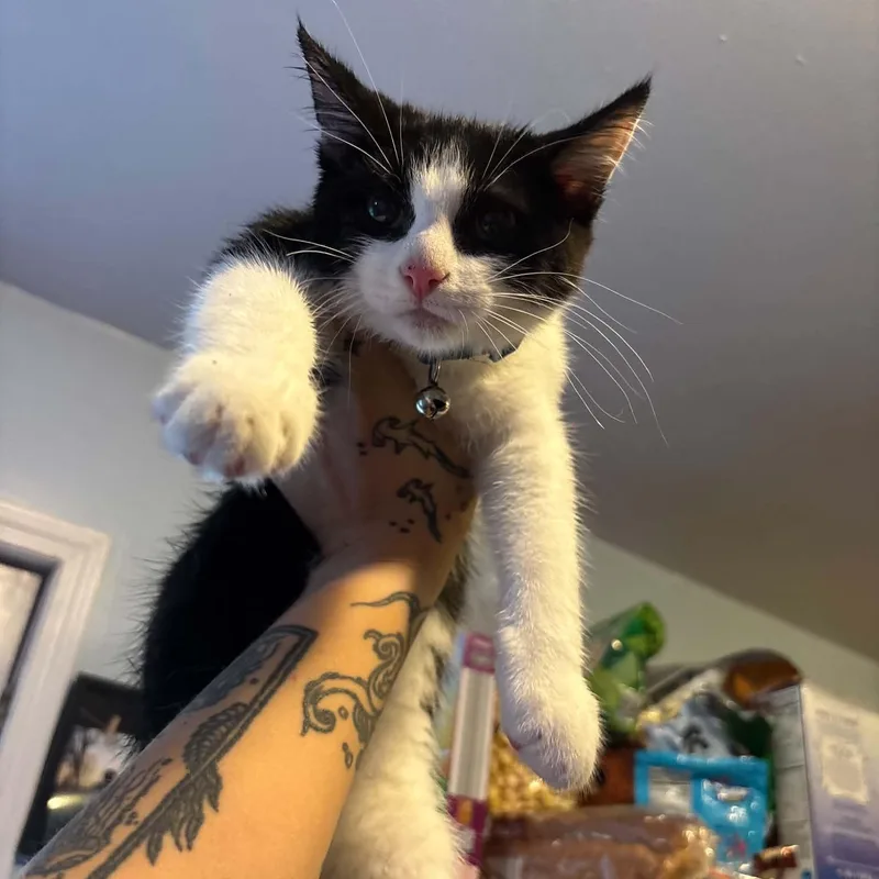 A baby medium-sized male Domestic Short Hair cat named Henry for adoption in Royal Oak, MI