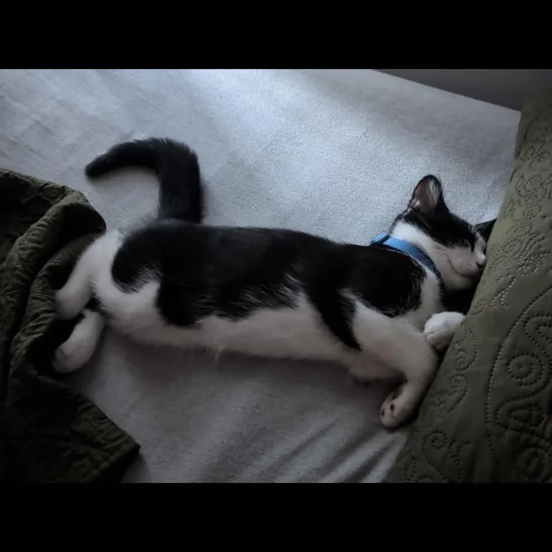 Henry thumbnail 3