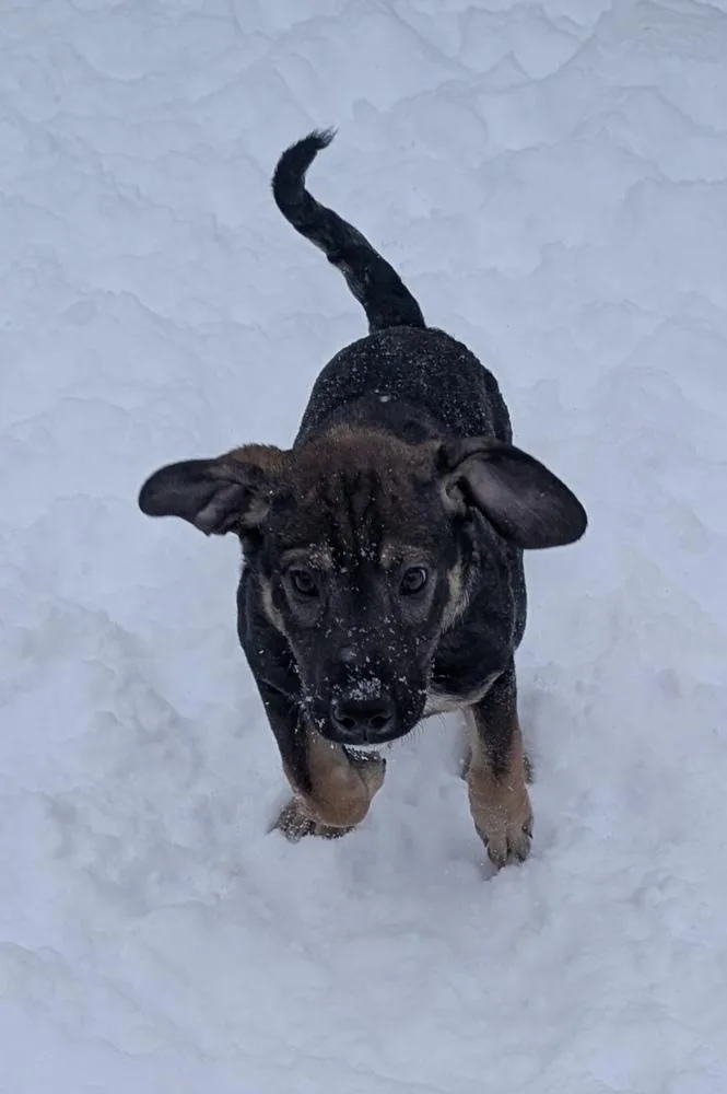 Scabbers thumbnail 2