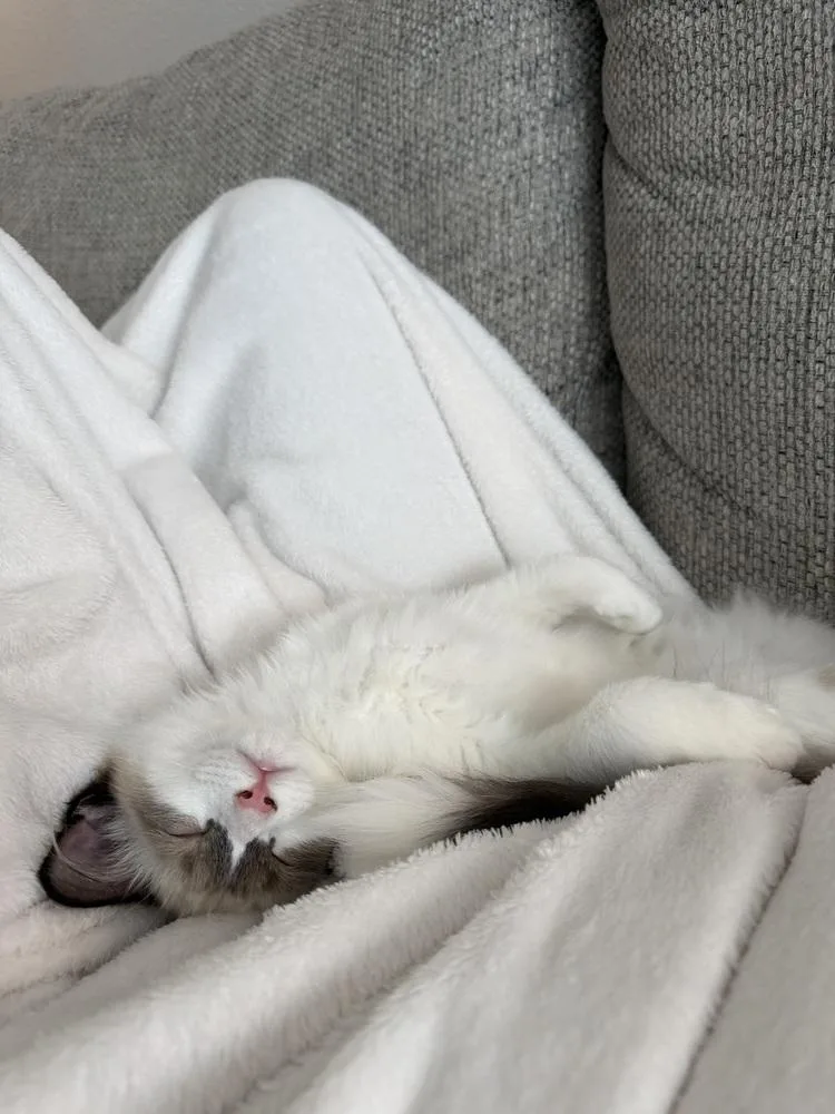 A baby medium-sized male Domestic Short Hair cat named Sherman for adoption in Lansing, MI