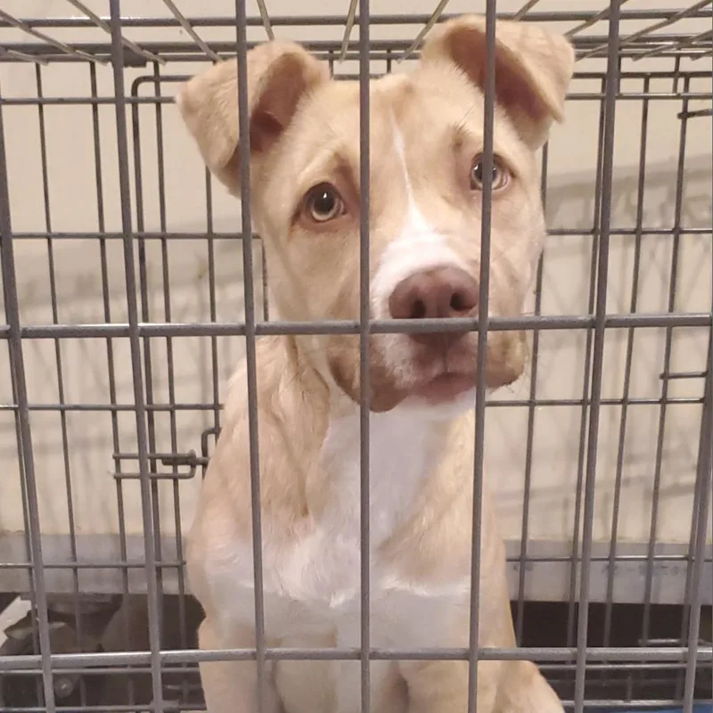 An adult large-sized male Yellow / Tan / Blond / Fawn Mixed Breed dog named Tanner for adoption in Port Charlotte, FL