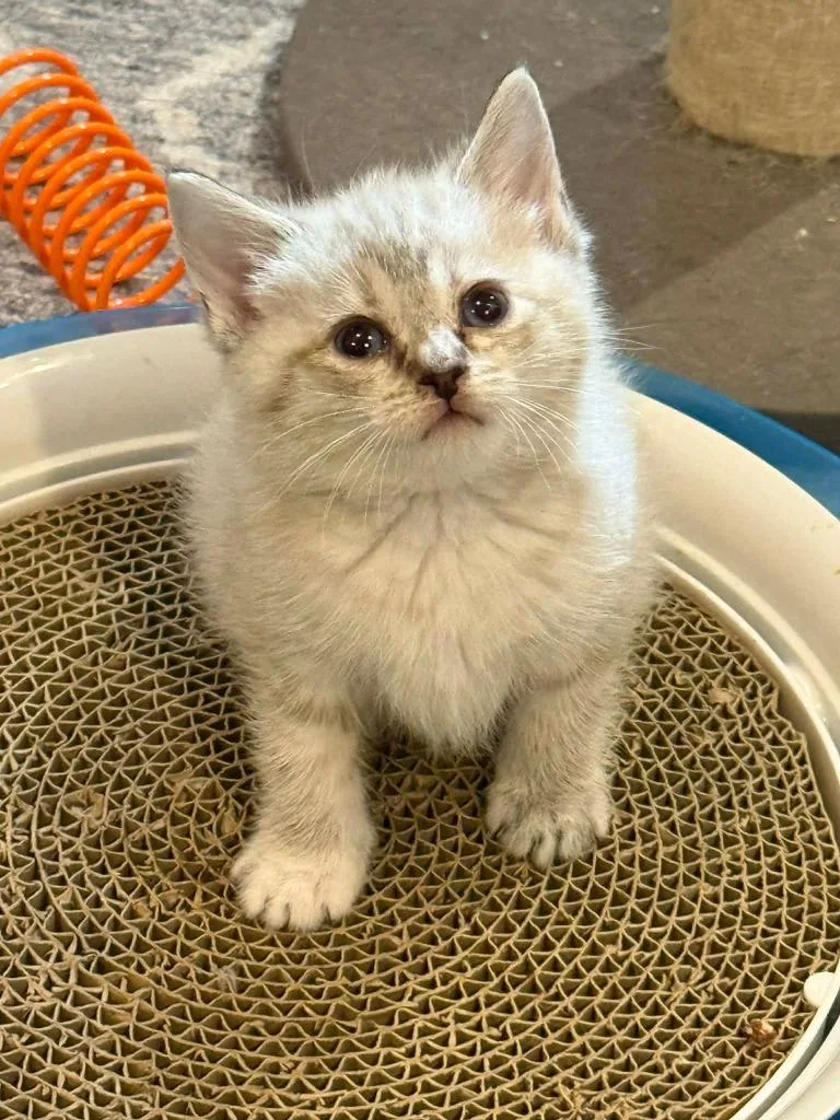 A baby medium-sized female Domestic Short Hair cat named Granny for adoption in Hoover , AL