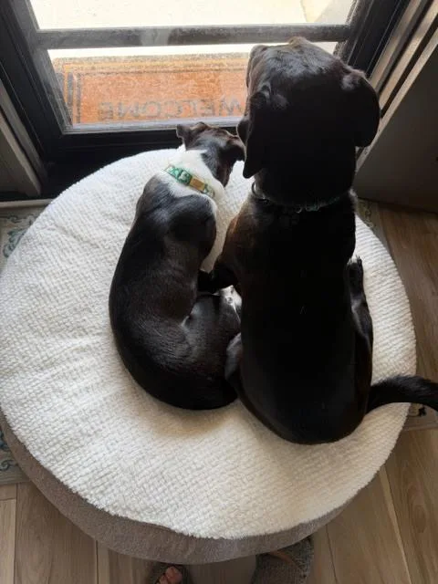 A baby medium-sized female Tricolor (Brown, Black, & White) Mixed Breed dog named Willa for adoption in Union Grove, WI