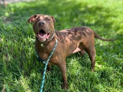 A senior large-sized female Terrier dog named Cassia for adoption in Gainesville, FL