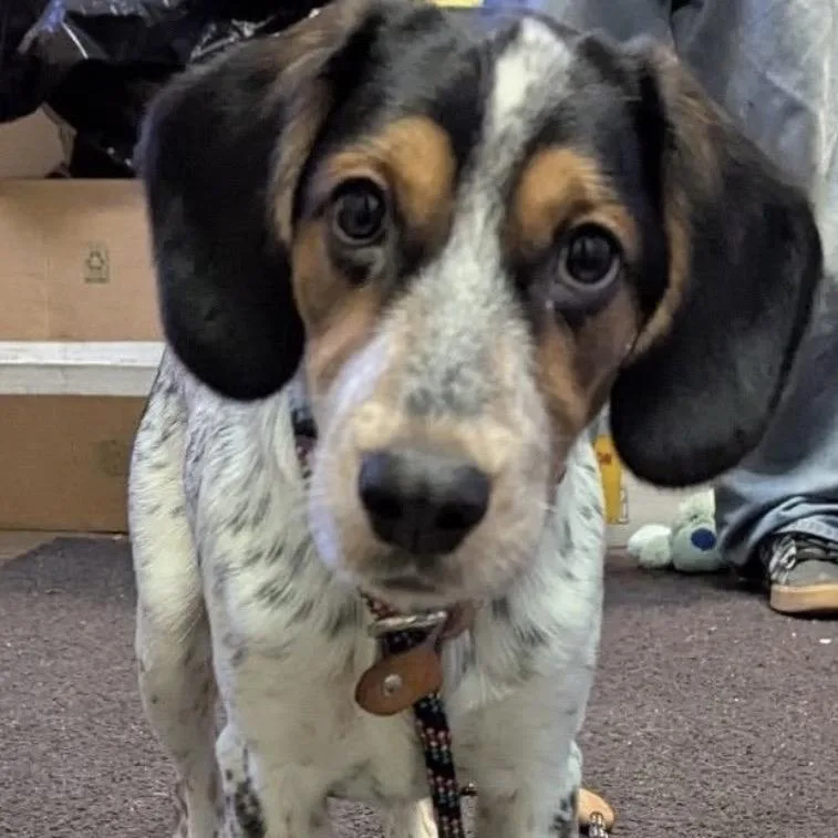 An adult large-sized male White / Cream Mixed Breed dog named Jack for adoption in Oceanside, NY