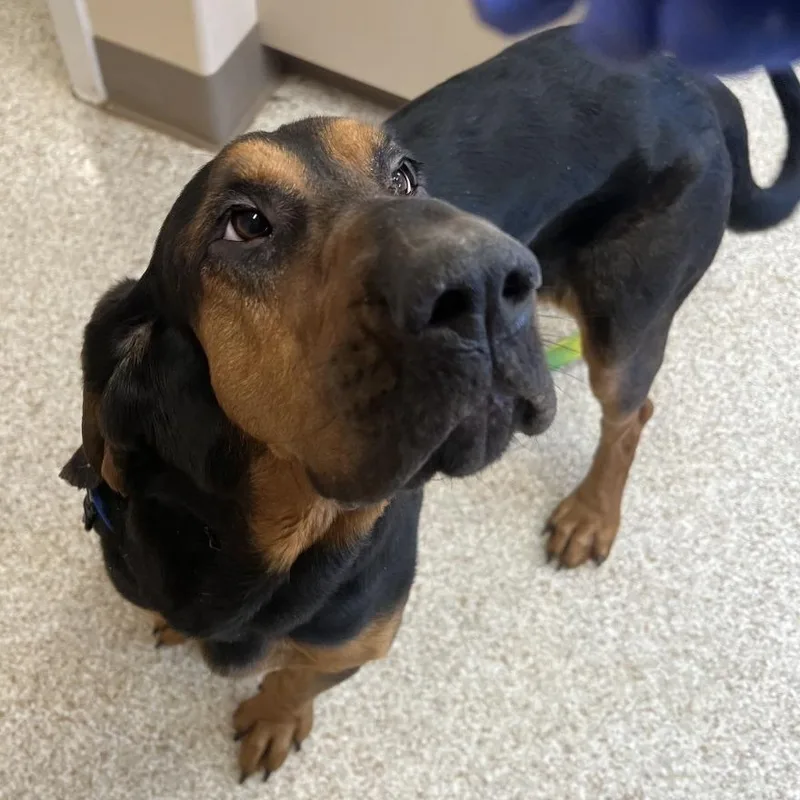 An adult large-sized female Black Bloodhound dog named Trustie for adoption in Kanab, UT