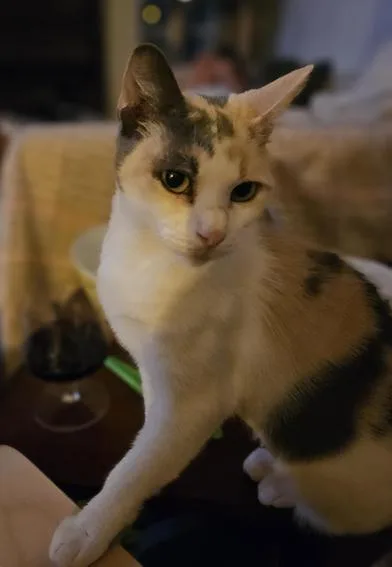 Olive