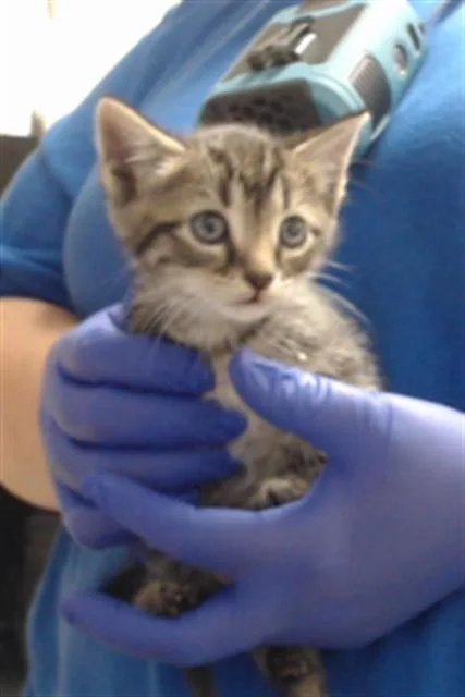 A baby small-sized male Domestic Short Hair cat named Mister for adoption in Fayetteville, NC