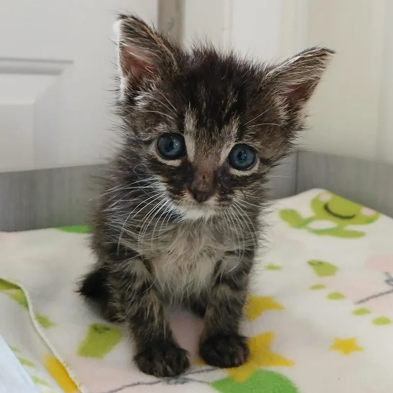 A baby small-sized male Gray / Blue / Silver Domestic Short Hair cat named Austin for adoption in Kanab, UT