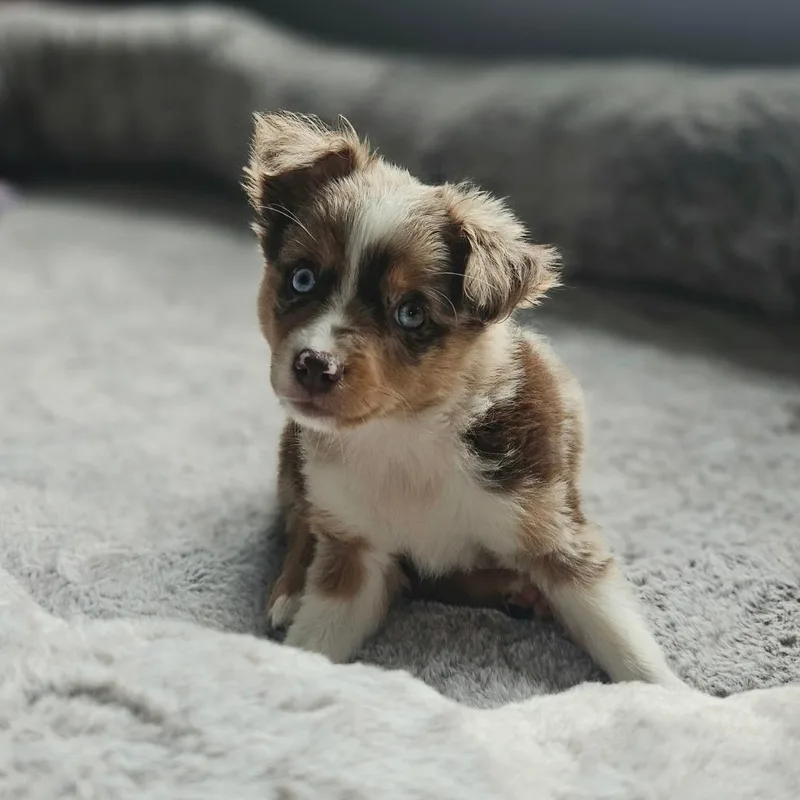 A baby medium-sized male Brown / Chocolate Australian Shepherd dog named Peanut Butter for adoption in Tomah, WI