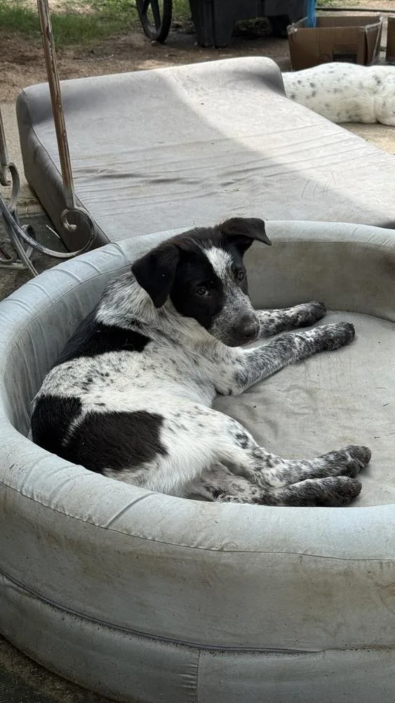 A young medium-sized female Tricolor (Brown, Black, & White) Mixed Breed dog named Mesa for adoption in Brookshire, TX