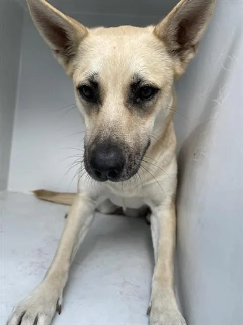 An adult large-sized female Labrador Retriever dog named A for adoption in Houston, TX
