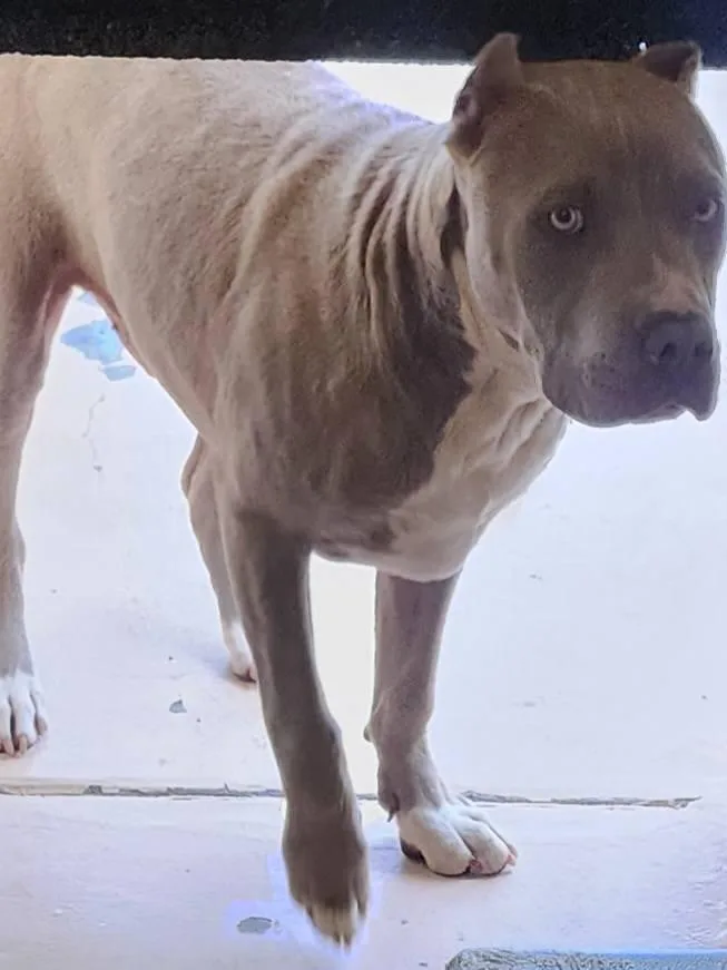 A young medium-sized male Gray / Blue / Silver Pit Bull Terrier dog named Bowzer for adoption in Danville, VA