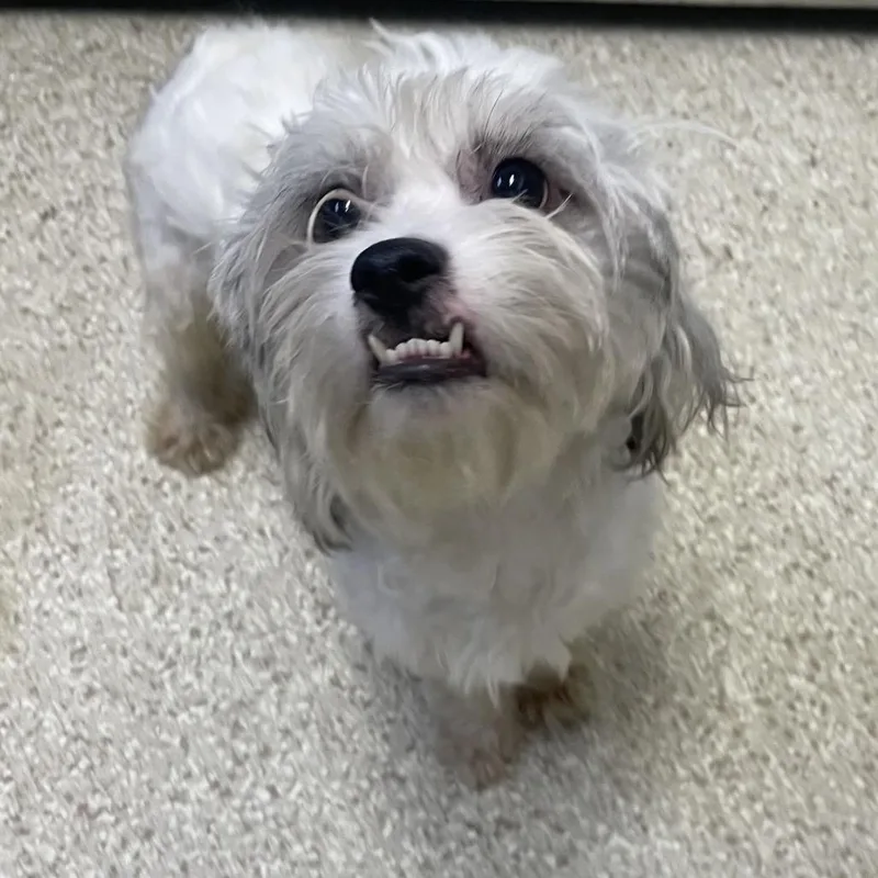 A young small-sized male Poodle (Toy) dog named MontA for adoption in Perkiomenville, PA