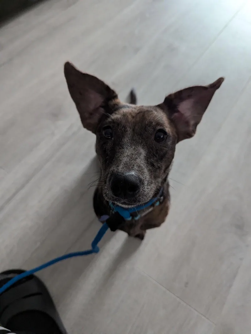A young small-sized female Dachshund dog named Honey for adoption in Bothell, WA