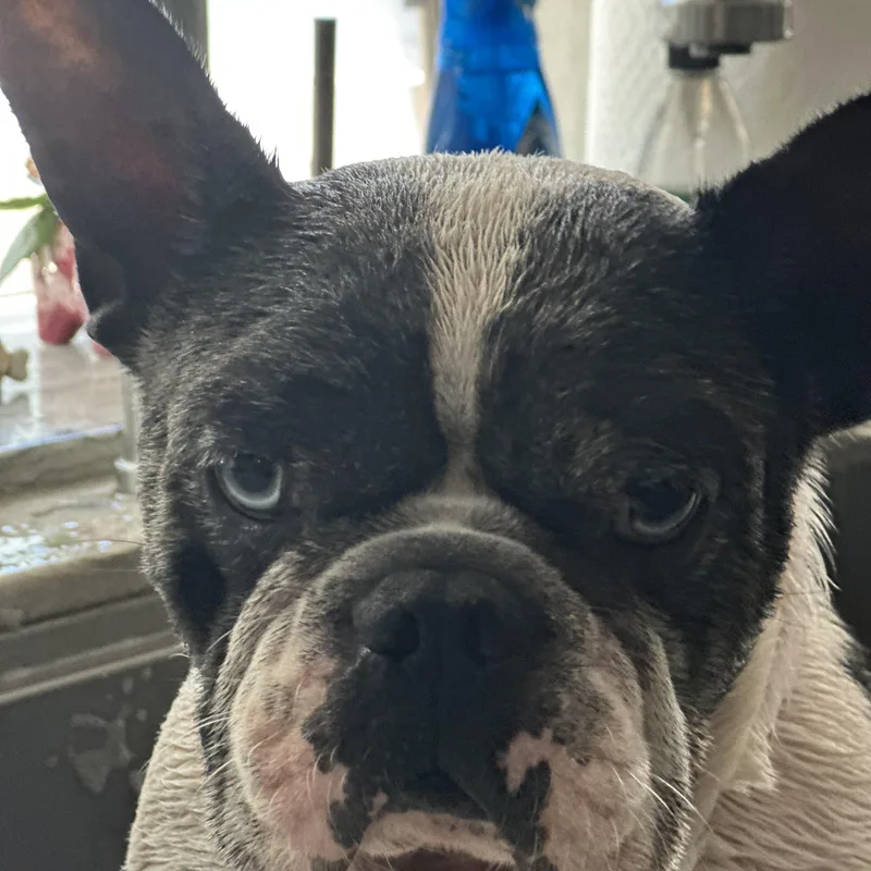 An adult small-sized male Merle (Blue) French Bulldog dog named Leo for adoption in Huntington Beach, CA